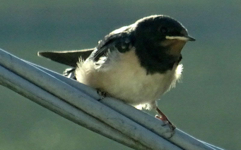 giovane di Hirundo rustica